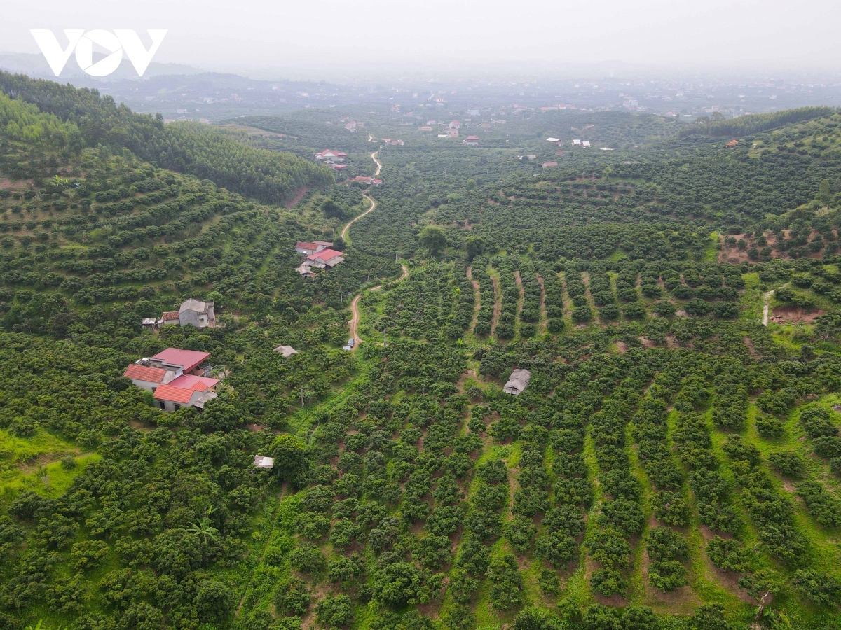 Vải thiều Lục Ngạn mất mùa chưa từng có